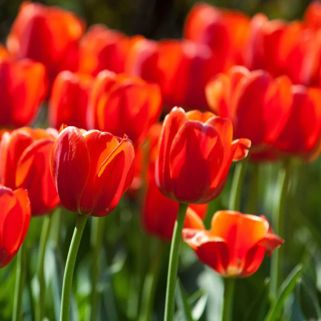 Tulip Fostery King Bulbs